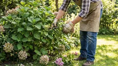 Por que é que a hortênsia cresce exuberante, mas não dá nenhuma flor: um erro que muitos jardineiros cometem
