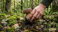 É permitido colher cogumelos? Os apaixonados por cogumelos discutem esta questão há décadas — eis a resposta
