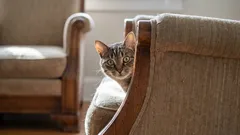 Descubra o segredo da felicidade felina: três ações diárias que são vitais para ela