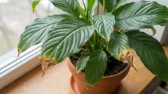 As pontas do spathiphyllum estão secas? Vamos resolver o problema em alguns passos