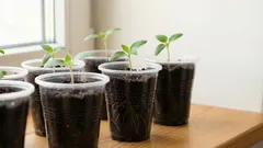 Quando começar a alimentar as mudas: o principal segredo que os jardineiros experientes escondem